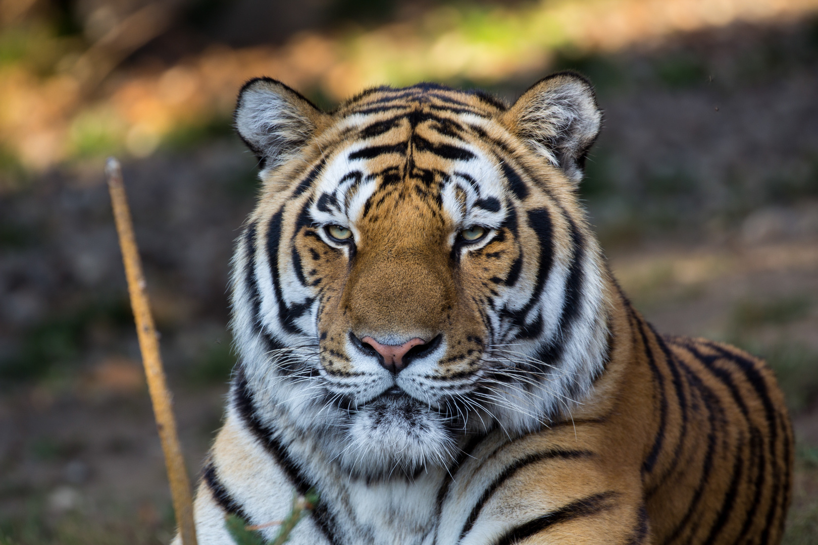 Auge in Auge mit dem Tiger