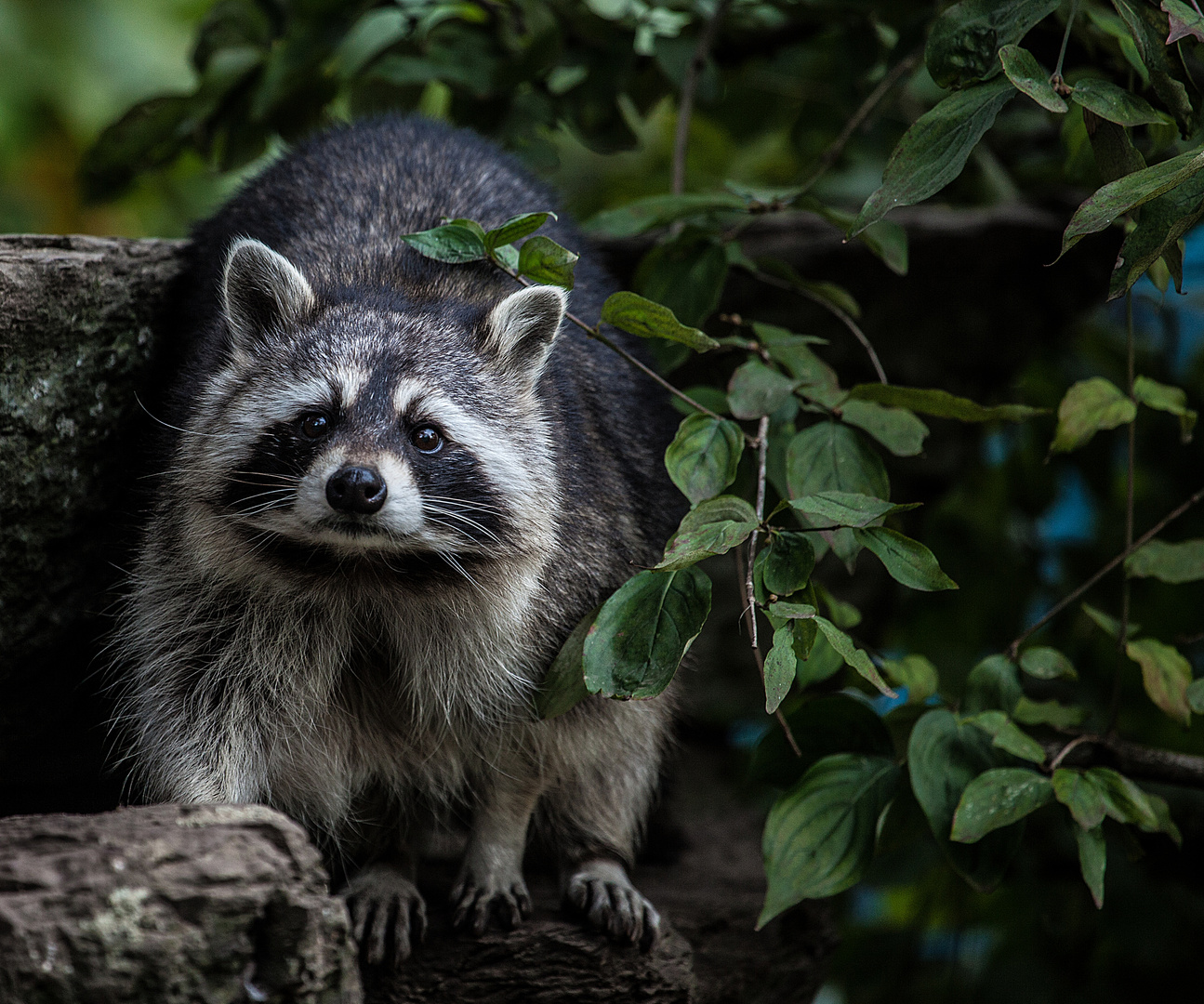 Auge in Auge mit dem Waschbär 