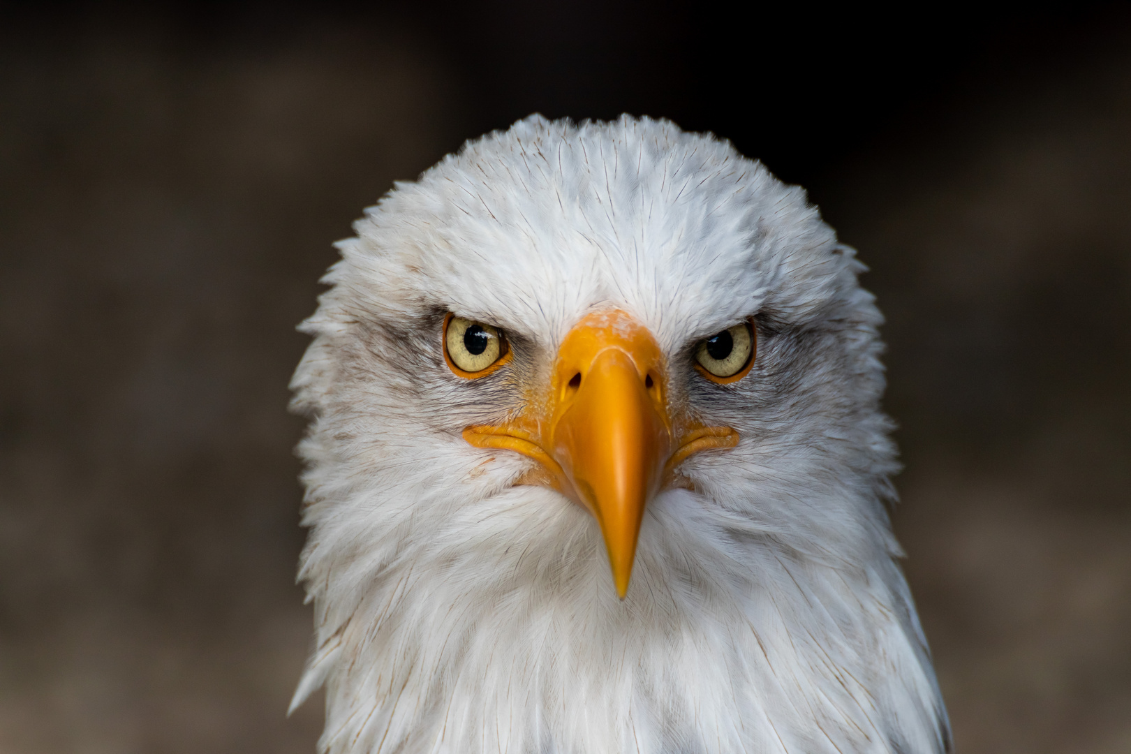 Auge in Auge mit dem Weißkopfseeadler