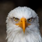 Auge in Auge mit dem Weißkopfseeadler