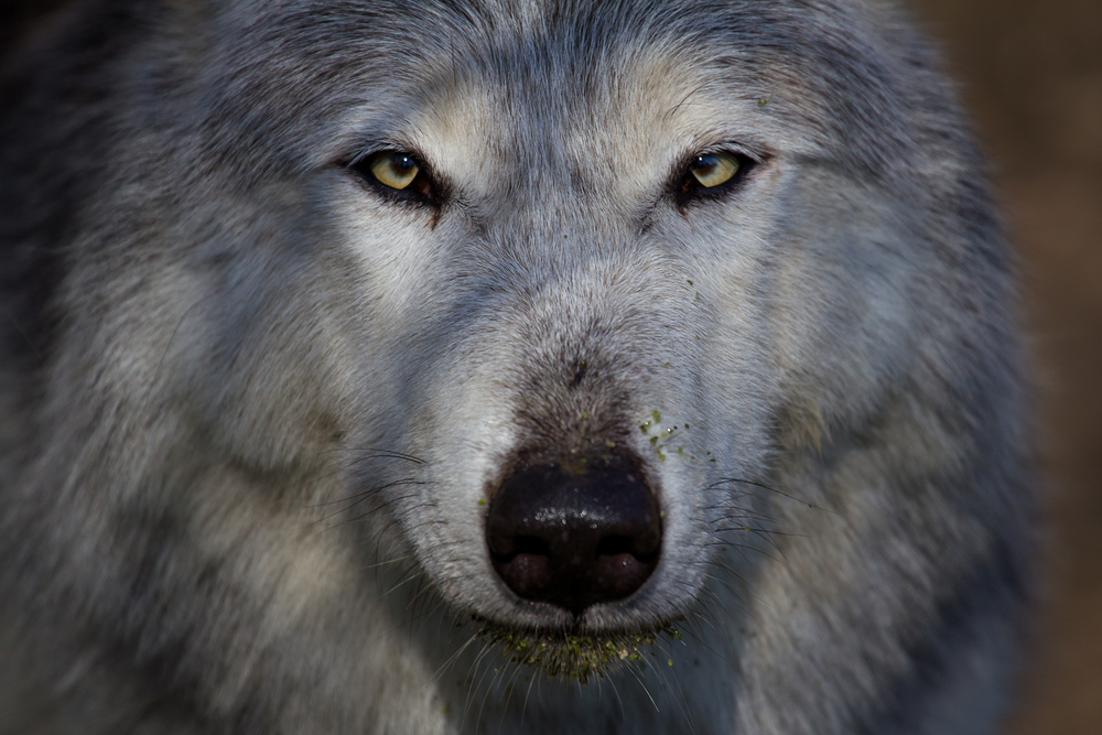 Auge in Auge mit dem Wolf