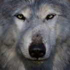 Auge in Auge mit dem Wolf