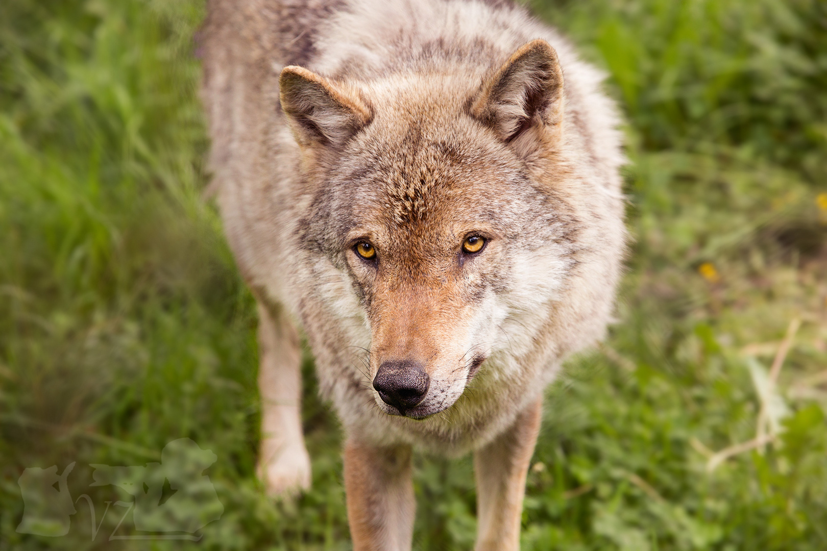 Auge in Auge mit dem Wolf