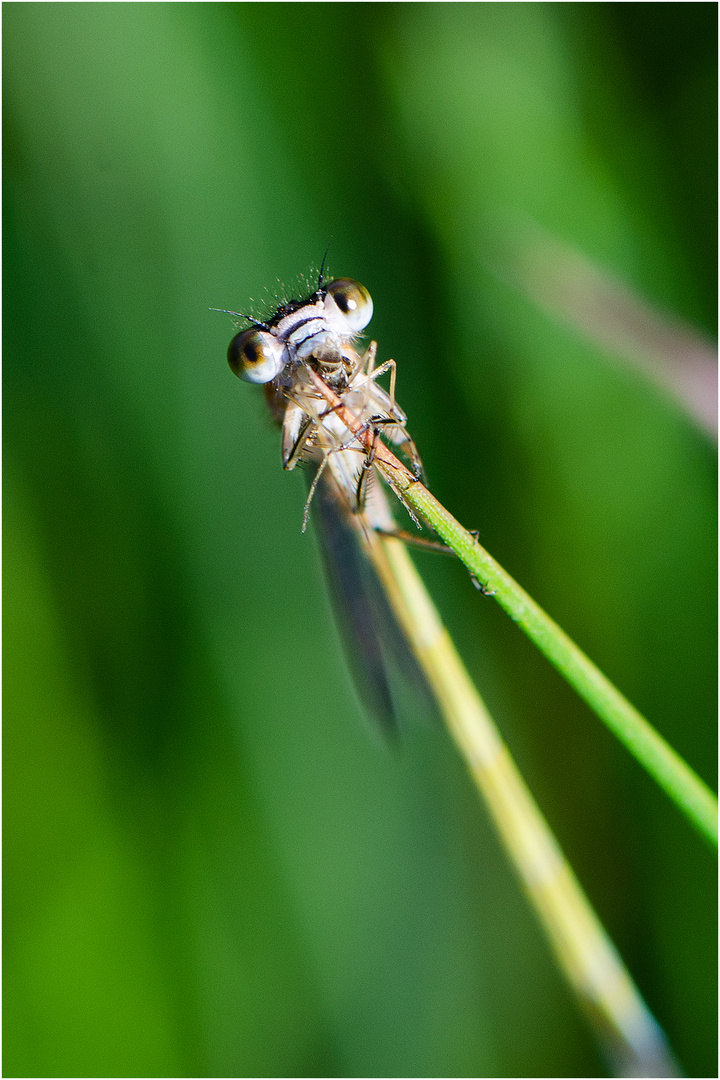 Auge in Auge mit der . . .