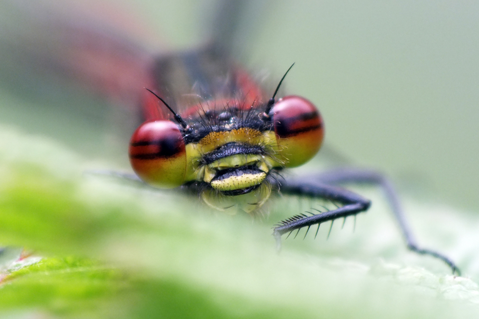 Auge in Auge mit der Adonislibelle