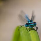 Auge in Auge mit der Azurjungfer