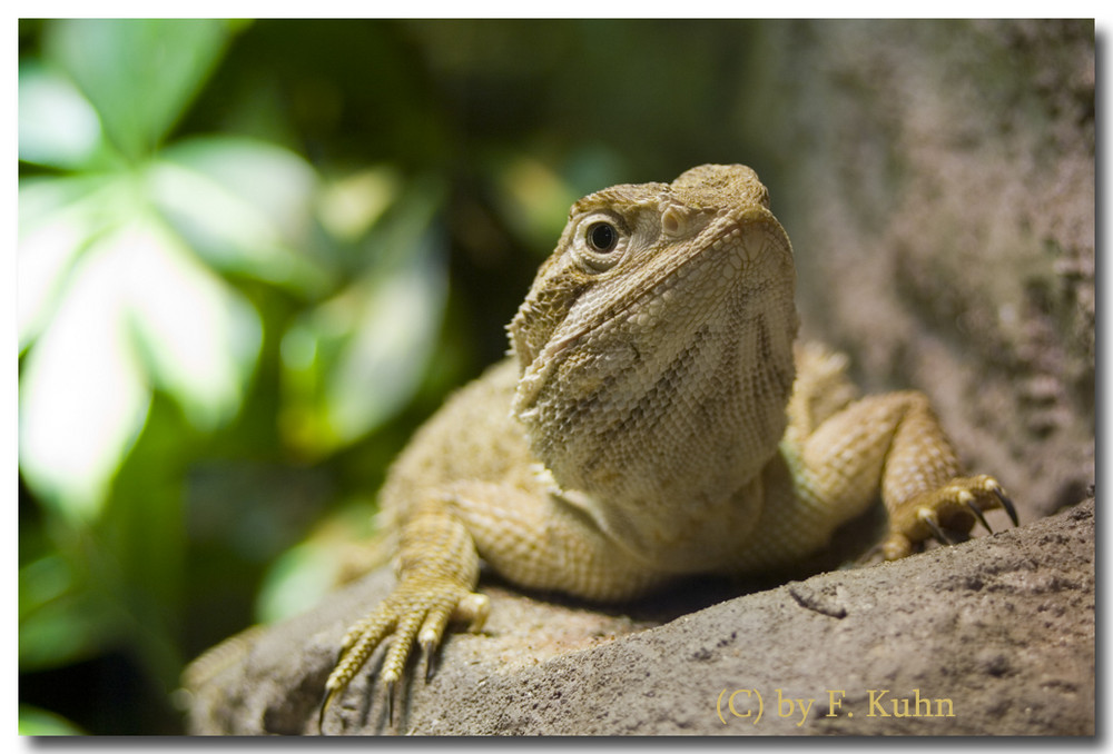 Auge in Auge mit der Bartagame