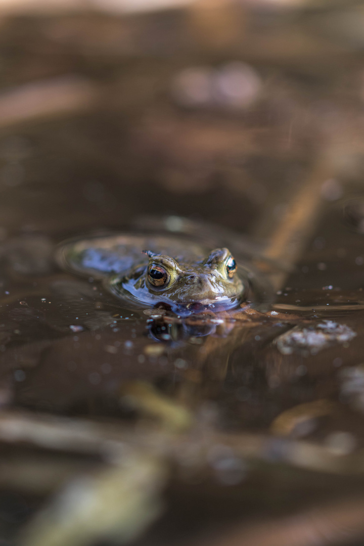 Auge in Auge mit der Erdkröte