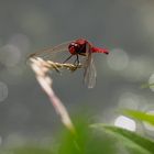 Auge in Auge mit der Feuerlibelle