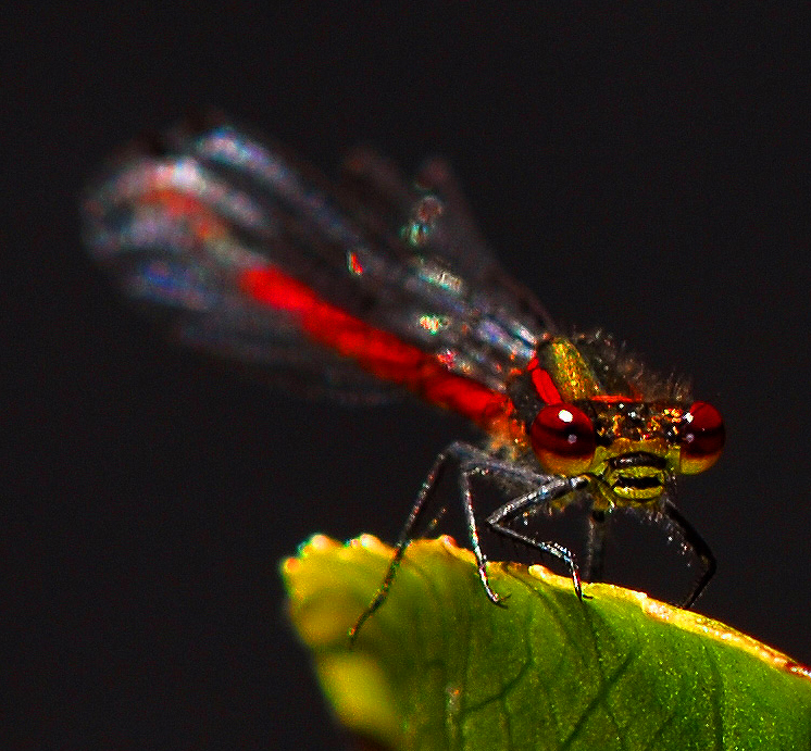 Auge in Auge mit der frühen Adonislibelle, einer Kleinlibelle