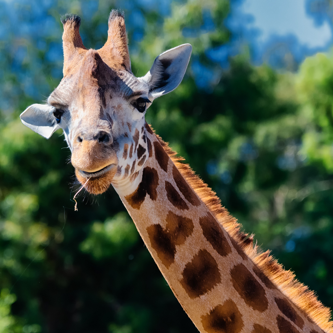 Auge in Auge mit der Giraffe Foto & Bild | australia & oceania, new