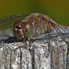 Auge in Auge mit der Großen Heidi