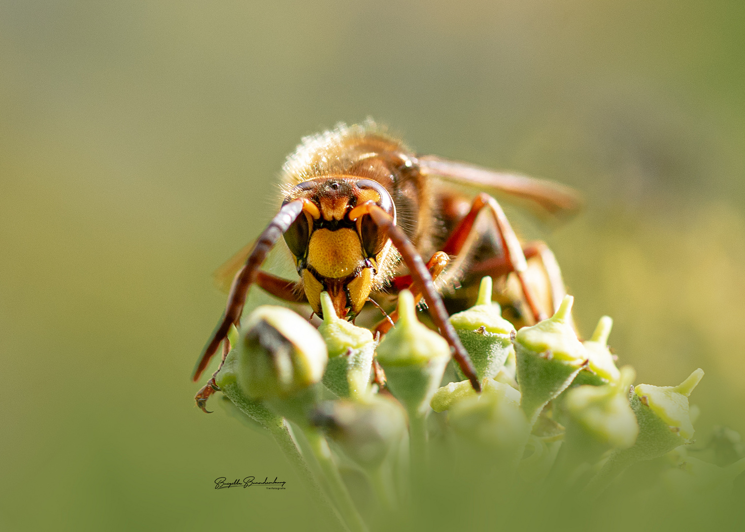 Auge in Auge mit der Hornisse 