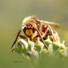 Auge in Auge mit der Hornisse 