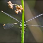 Auge in Auge mit der kleinen Binsenjungfer . . .