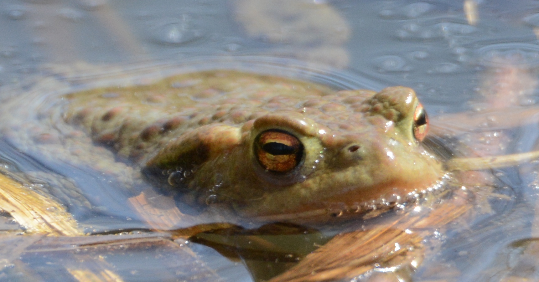 Auge in Auge mit der Kröte