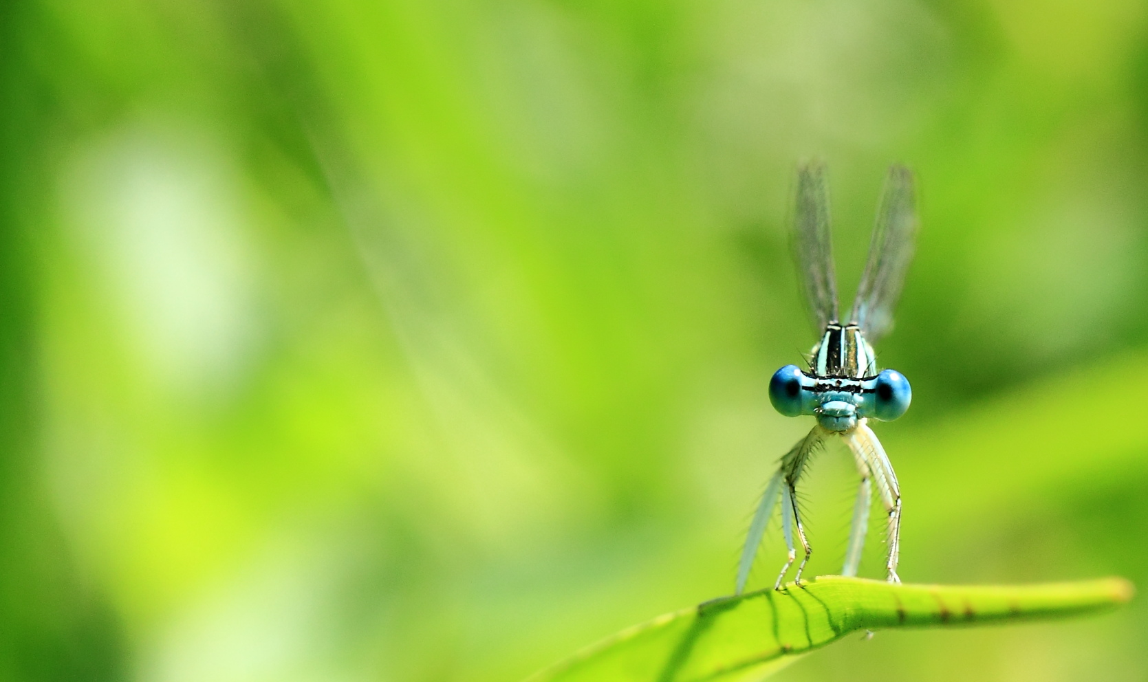 Auge in Auge mit der Libelle