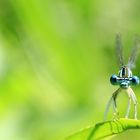 Auge in Auge mit der Libelle