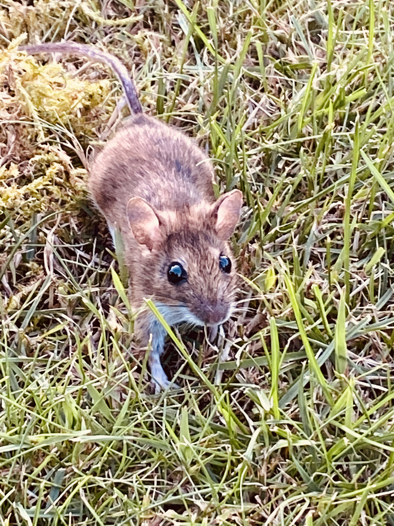 Auge in Auge mit der Maus