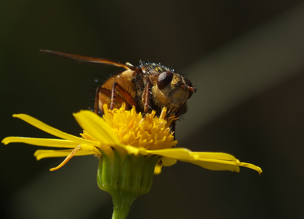 Auge in Auge mit der Raupenfliege