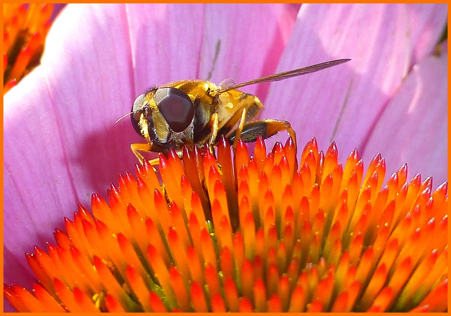 Auge in Auge mit der Schwebfliege