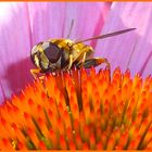 Auge in Auge mit der Schwebfliege