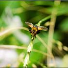 Auge in Auge mit der Schwebfliege