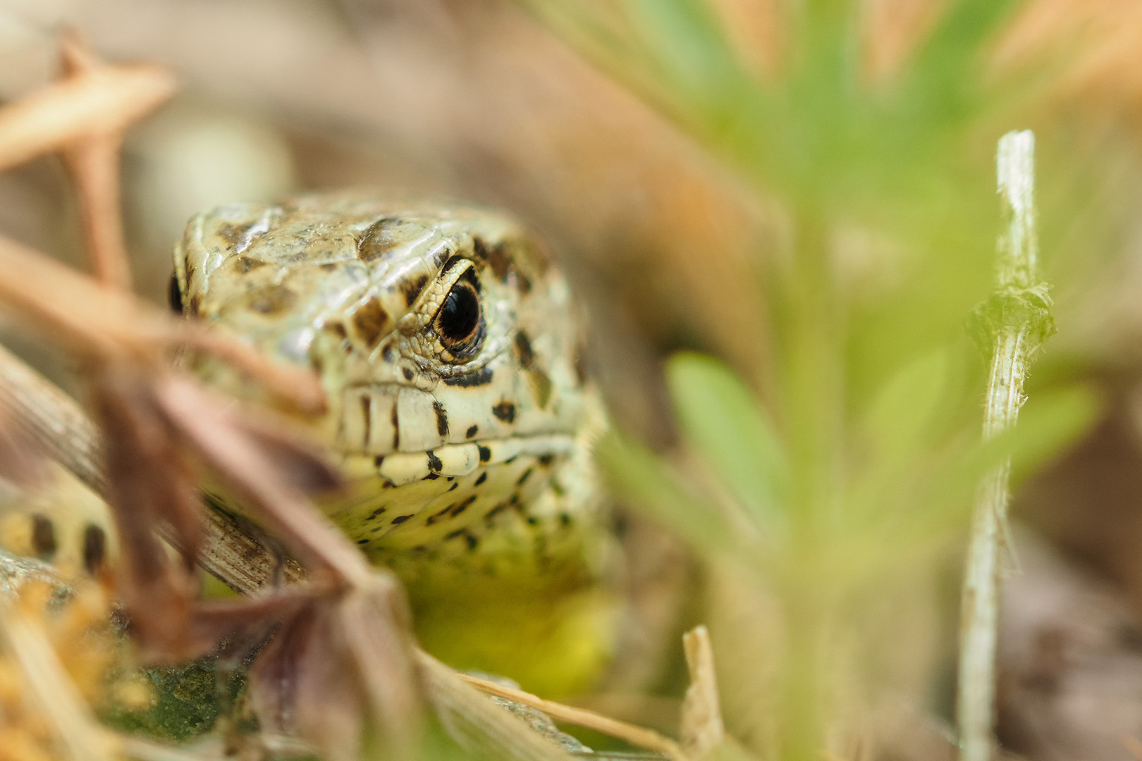 Auge in Auge mit der Zauneidechse