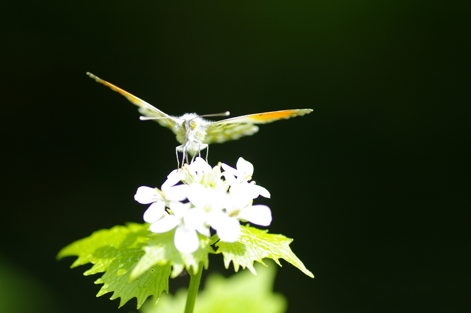 Auge in Auge mit einem Auroraschmetterling