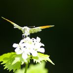 Auge in Auge mit einem Auroraschmetterling