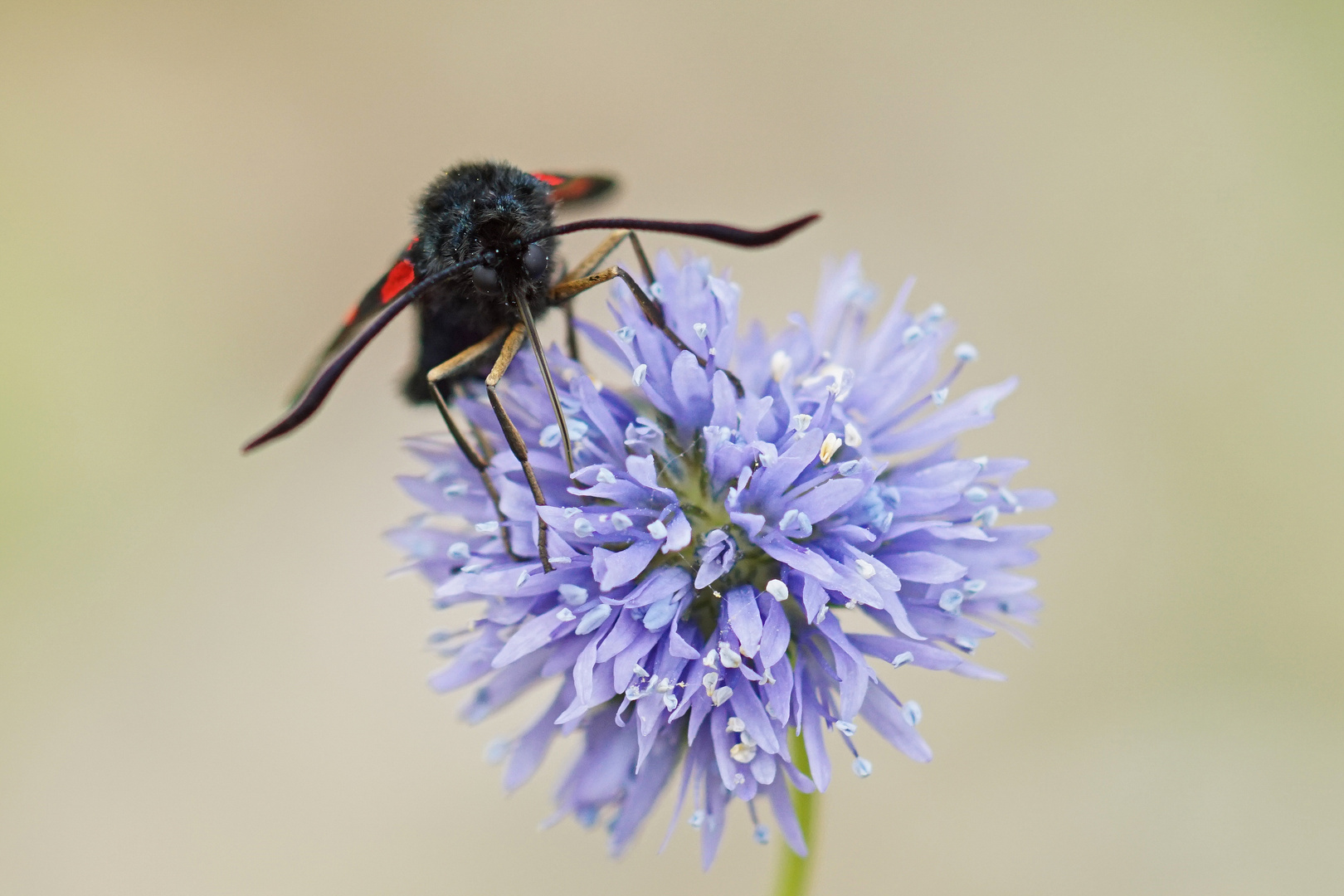 Auge in Auge mit einem Blutströpfchen (Zygaena filipendulae)