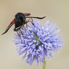 Auge in Auge mit einem Blutströpfchen (Zygaena filipendulae)