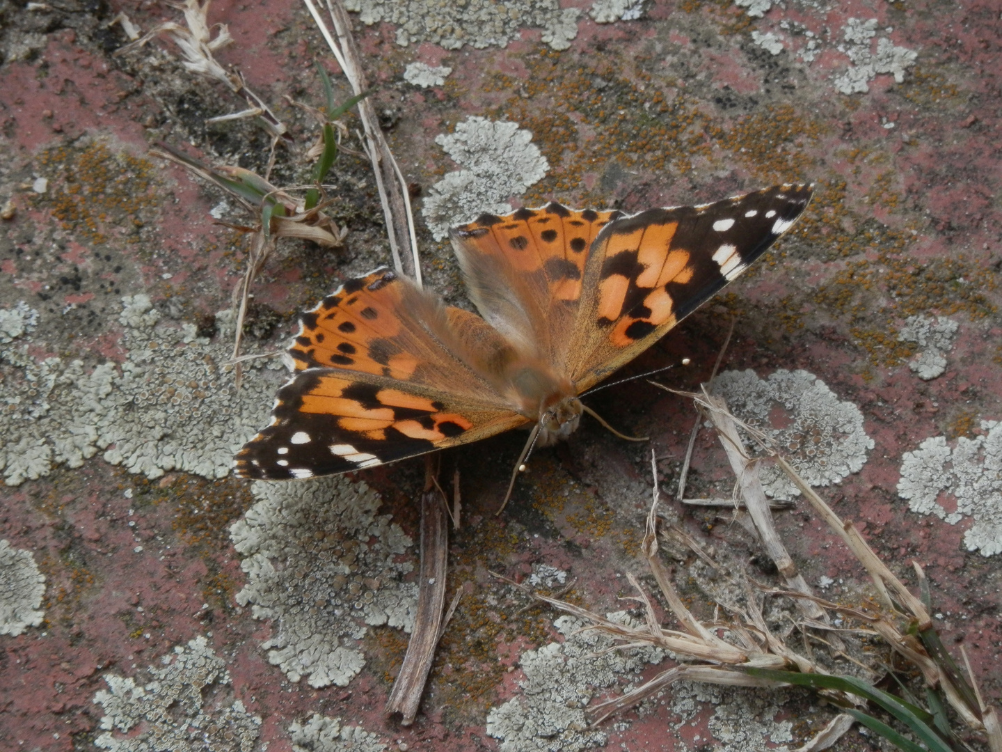 Auge in Auge mit einem Distelfalter (Vanessa cardui)