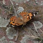 Auge in Auge mit einem Distelfalter (Vanessa cardui)