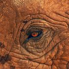 Auge in Auge mit einem Elefanten