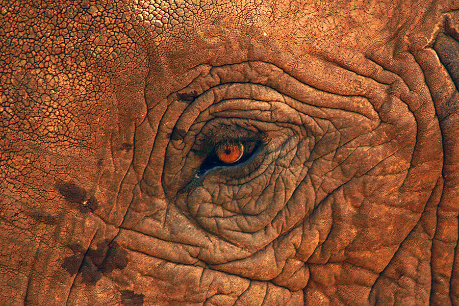 Auge in Auge mit einem Elefanten