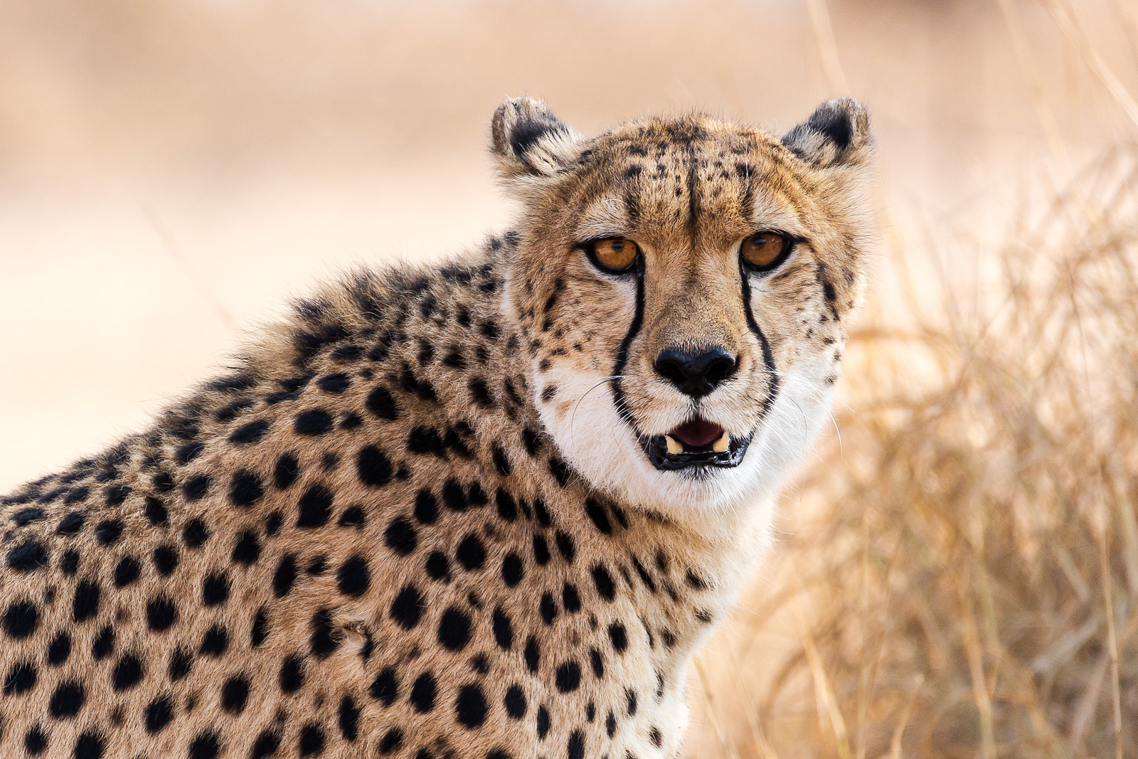 Auge in Auge mit einem Gepard in Südafrika