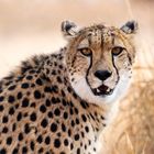 Auge in Auge mit einem Gepard in Südafrika