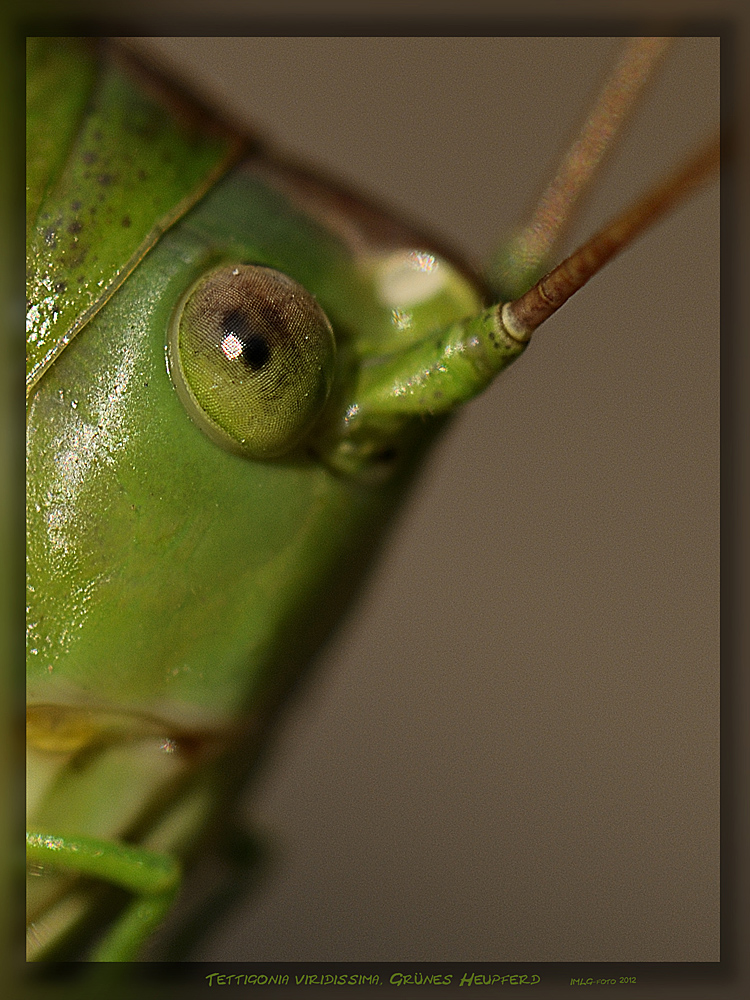 Auge in Auge mit einem Heupferd