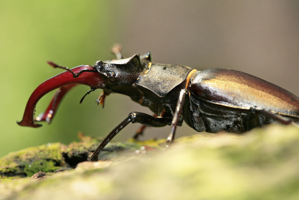 Auge in Auge mit einem Hirschen