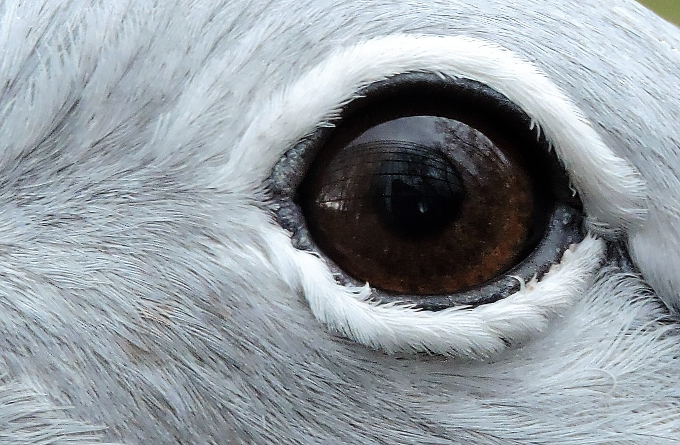 Auge in Auge mit einem Laufvogel