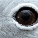 Auge in Auge mit einem Laufvogel