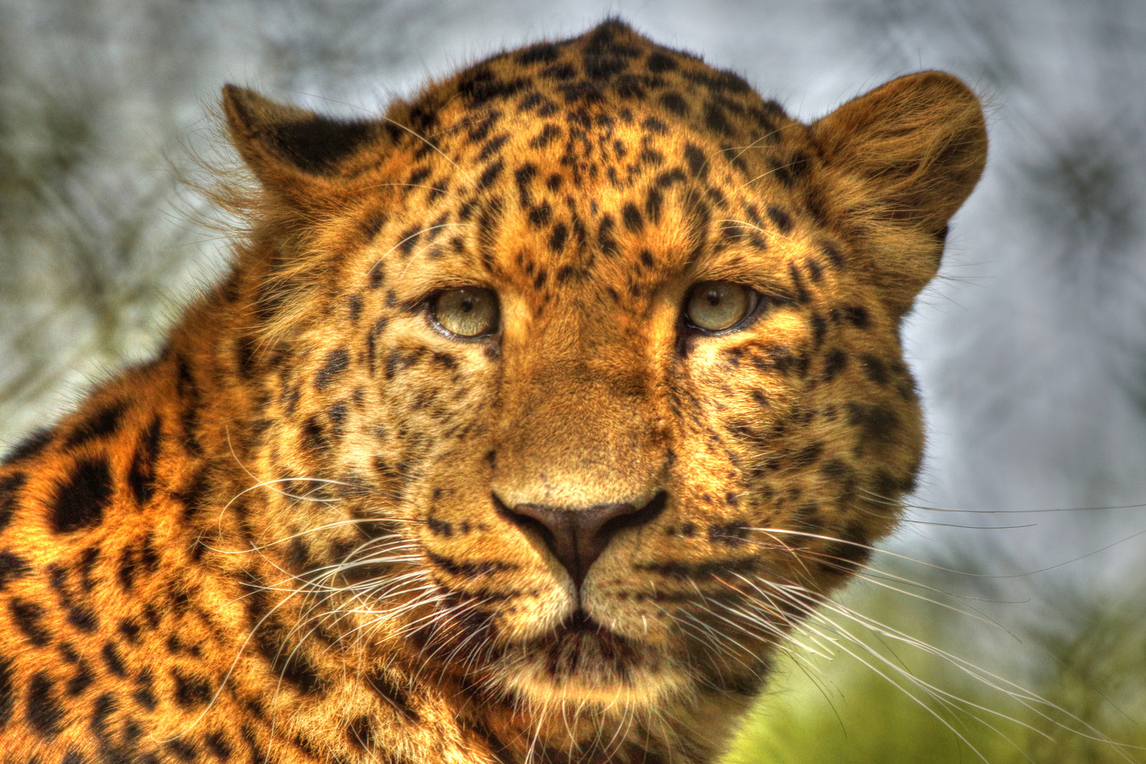 Auge in Auge mit einem Leoparden