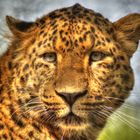 Auge in Auge mit einem Leoparden