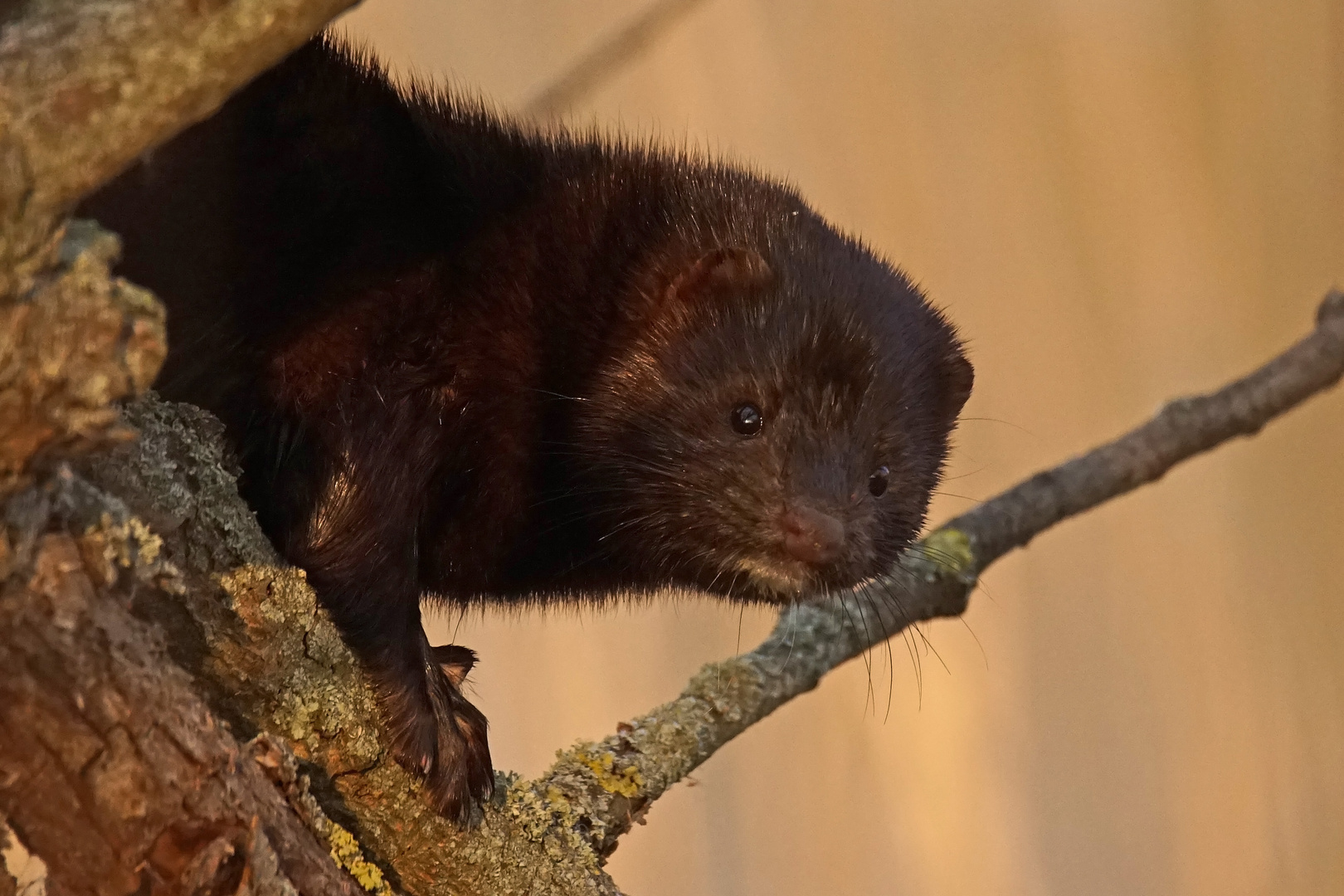 Auge in Auge mit einem Mink