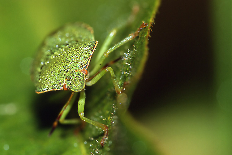 Auge in Auge mit einem Monster