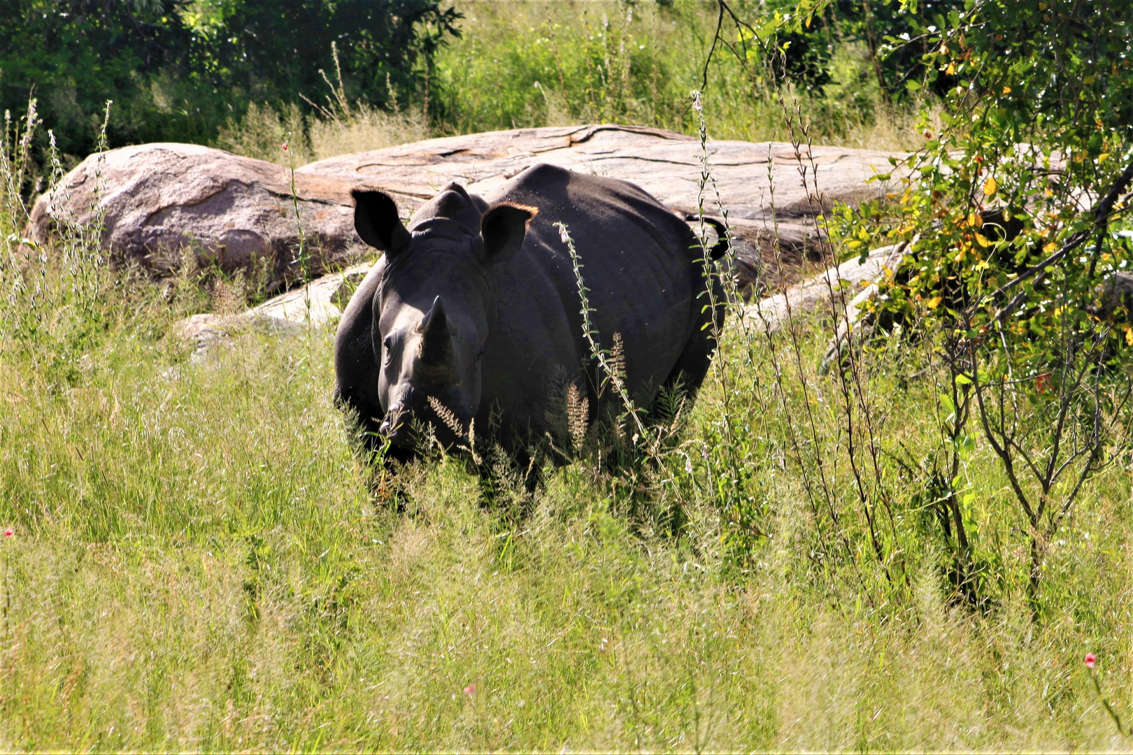 Auge in Auge mit einem Nashorn 