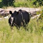 Auge in Auge mit einem Nashorn 