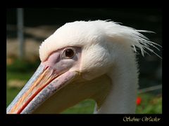 Auge in Auge mit einem Pelikan - Wer beobachtet wen?