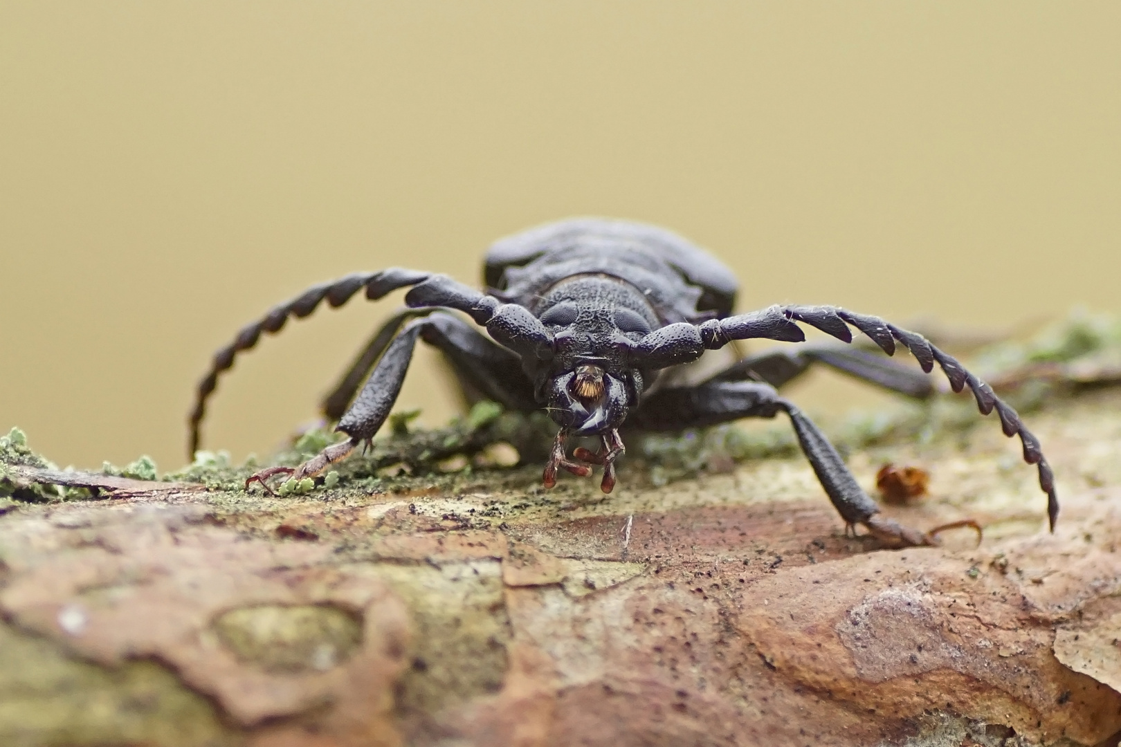 Auge in Auge mit einem Sägebock (Prionus coriaceus)